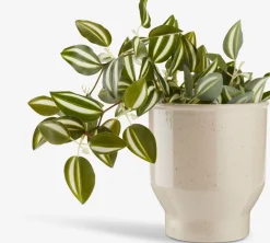 Plantas Artificiales><noscript><img width=