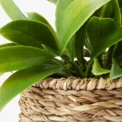 Plantas Artificiales><noscript><img width=