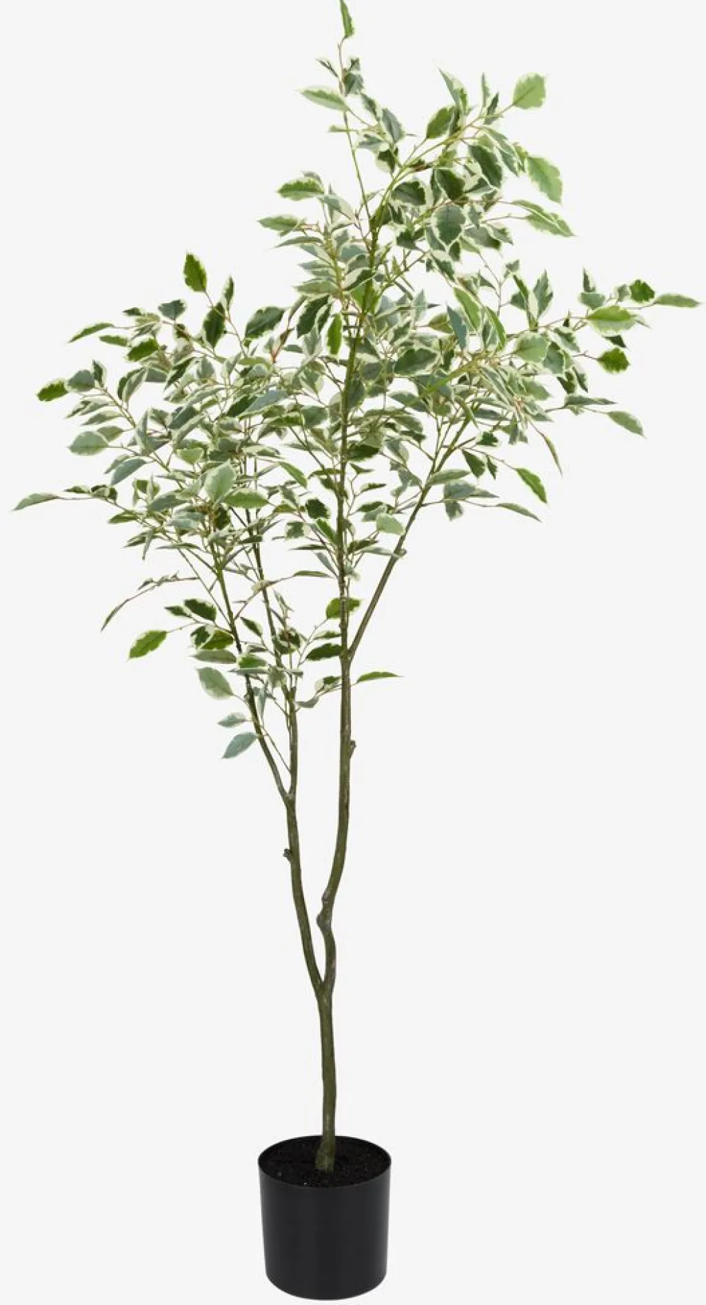 Plantas Artificiales>JYSK GUNNULFPlanta artificial GUNNULF A150cm con maceta