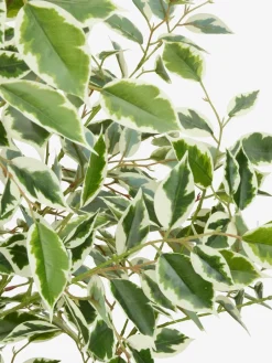 Plantas Artificiales><noscript><img width=