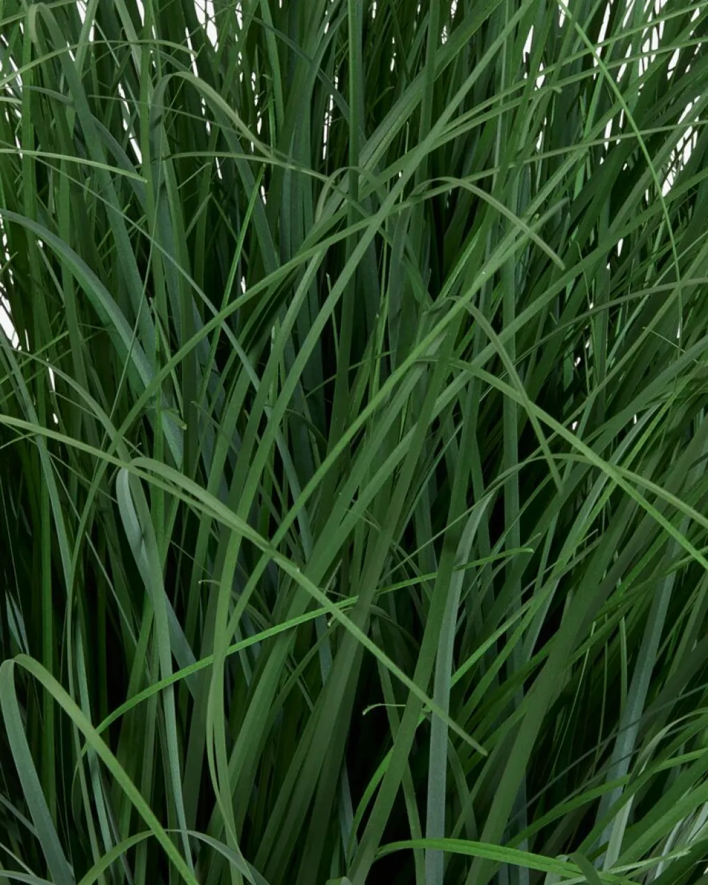 Plantas Artificiales Exterior>JYSK HAVELLEPlanta artificial HAVELLE A65cm gramínea verde