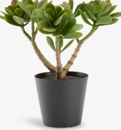 Plantas Artificiales>JYSK JOSTEINPlanta artificial JOSTEIN A23cm Crassula ovata
