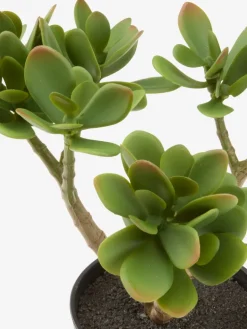Plantas Artificiales>JYSK JOSTEINPlanta artificial JOSTEIN A23cm Crassula ovata