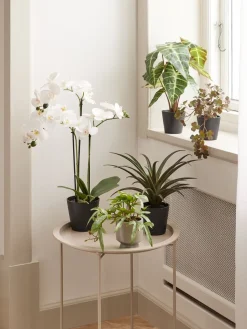 Plantas Artificiales><noscript><img width=